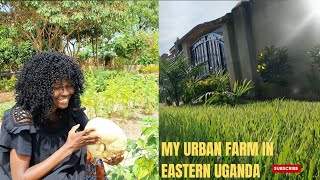 A Tour Of My Urban Farm In Soroti Eastern Uganda [upl. by Elletsirhc]