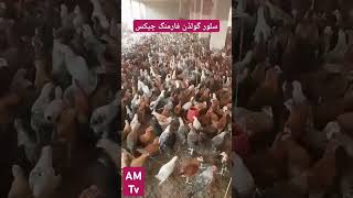 Chaudhari chicks ہیچری and silver Golden murgi farming۔ measurement ch mudassar Nazar03009829963 [upl. by Abagail]