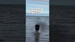 Newfoundlands are gentle giants newfoundland newfie waterrescue duck savinganimals [upl. by Ameehs629]