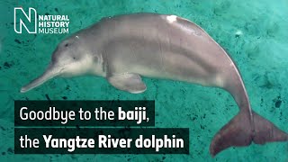 Goodbye to the baiji the Yangtze River dolphin  Natural History Museum [upl. by Duhl794]