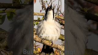 Grey Butcherbird song and sound  Stunning bird call [upl. by Issor]