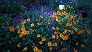 Dividing Perennial Coreopsis 🌼🌼🌼 [upl. by Ettennahs559]