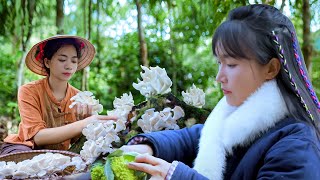 Help Liziqi harvest wild mushrooms growing on dry tree trunks in the forest cook a happy dinner [upl. by Aihtak]