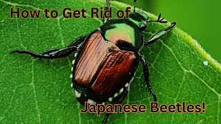 How to Get Rid of Japanese Beetles [upl. by Vachell]