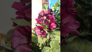 Hollyhock flower plant [upl. by Mehs]