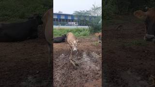 Nalla kandu jallikattu maduraikaran sivagangai farming sallikattuofficial cowmarket madurai [upl. by Holly]