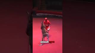 Boxing with Kangaroo  Kangaroo vs Boxer fight [upl. by Rika462]