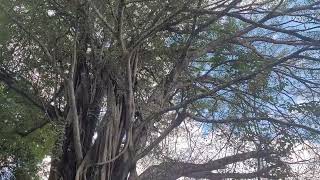 Tanzania Hornbills at Irente Farm [upl. by Dammahum845]