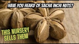 Propagation Of Fruit Trees And Sacha Inchi Nuts [upl. by Euphemie]