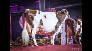 Vache de salon  Samedi 16 novembre 2024 [upl. by Juback998]