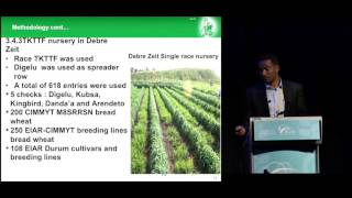 Endale Hailu Rapid isolation and increase of virulent Pgt races and evaluation of germplasm [upl. by Yancy]