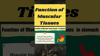 function of muscular tissues in stomach shorts [upl. by Nivac]