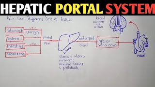 Hepatic Portal System  Human Anatomy [upl. by Tammany]