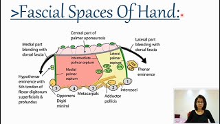 Fascial spaces of HandAnatomy 101 with Rashmi [upl. by Ariaic593]