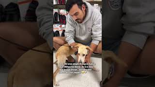 DOG BOOTS dogdad funnyvideo funnydogvideo dogshoes [upl. by Pedrotti749]