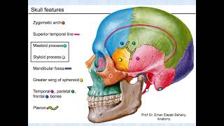 Norma Lateralis of the skull [upl. by Edualc855]