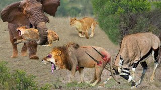 Lion is Stupid To Attack Gemsbok In Front Herd of Elephant  Elephant Rushes To Strangle Lion [upl. by Nert439]