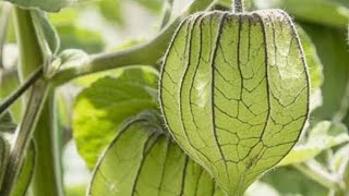 Cultivation of green physalis Tomatillo in a pot  a very simple and good method [upl. by Sofia]