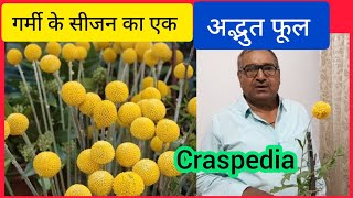 Summer Flower Plant Craspedia Care।CRASPEDIA प्लांट की देखभाल [upl. by Essej]