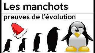 Les manchots et pas les pingouins [upl. by Halyk]