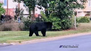 Black Bear Seen in Wappingers Falls Neighborhood [upl. by Crain]