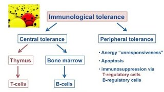 Immunological tolerance hindi [upl. by Amadis]