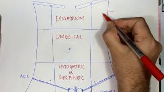 Abdominal Quadrants and Nine Abdominal Regions  Anatomy and Physiology [upl. by Aicert]