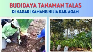 Budidaya Tanaman Talas Yang Cukup Menjanjikan kamangtv kabupatenagam [upl. by Demodena]