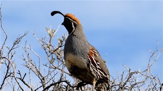 Gambels Quail Bird  Four Different Calls [upl. by Iur]