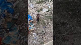 Jamaican man stand up against his boss jamaicaplanet reaction its just jamaica [upl. by Atteynod174]