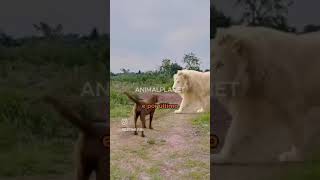 Creitinho desandoudogs pets cat fyp yt ytshorts shorts youtube humor viralvideo memes [upl. by Walther895]