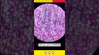 Onion under microscope view 🤯  fact5839 DEVKeFacts facts viralvideo [upl. by Ameluz728]