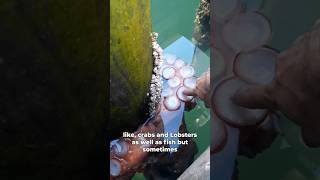 Largest OCTOPUS 🐙giant pacific octopus facts ocean octopus shorts sea sealife [upl. by Zerimar]