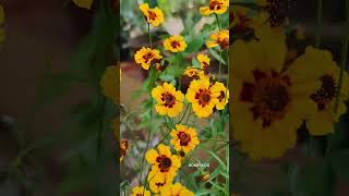 Coreopsis FLower flowers gardening homegarden [upl. by Melina]