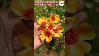 Purslane 50 colors  Portulaca  Table Rose  Pathumani Sales  Online Sale WhatsApp  8248414402 [upl. by Airuam]