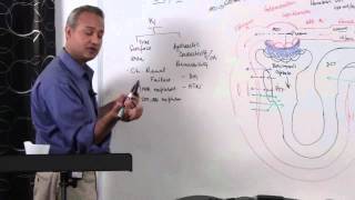 Renal System GFR Glomerular Filtration Rate 514 [upl. by Trill]