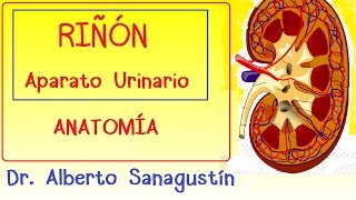 RIÑON y APARATO URINARIO anatomía [upl. by Drusie946]