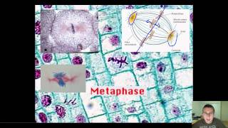 The Stages of Mitosis [upl. by Gnauq]