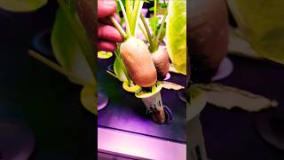 Watch How Easy It Is To Grow Hydroponic Radishes [upl. by Ttemme679]