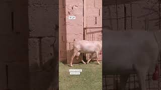 قزميه هجين explore اكسبلور goat foryou للبيع animals تيكتوك ترند automobile farming [upl. by Ennaeerb197]