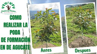 Como realizar tu poda de formación en aguacate 🌱🇨🇴🤠🥑 [upl. by Ettore432]