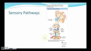 Sensory and Motor Pathways [upl. by Yerak415]