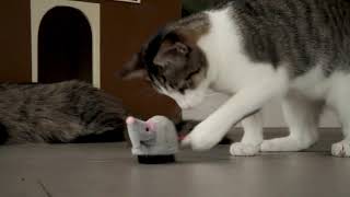 Petlinks® Roaming Runner™ electronic cat toy [upl. by Brennan]