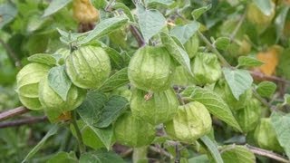 Useful Plant  Ground Cherry [upl. by Savdeep483]