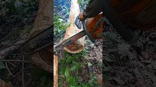 Cutting rosewood belonging to residentswoodwoodworkingshorts [upl. by Attaymik]