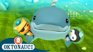 Octonauts  Successfully Bandaging a Shark 🩹🦈  Season 2  Best Bits  Cartoons for Kids [upl. by Aseral]