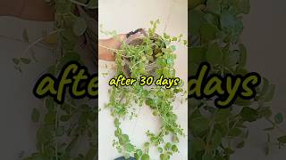 shorts propagation plantpropagation shortsfeed plantcare plants indoorplant babytiars plant [upl. by Adnofal]