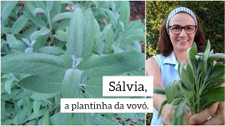 Dicas e curiosidades para cultivar SÁLVIA [upl. by Malas871]