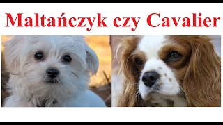 Maltańczyk czy Cavalier King Charles Spaniel  ktrego wzbra [upl. by Nediarb]