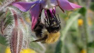 13 great Pollinatorfriendly Plants for Allotments [upl. by Elnora696]